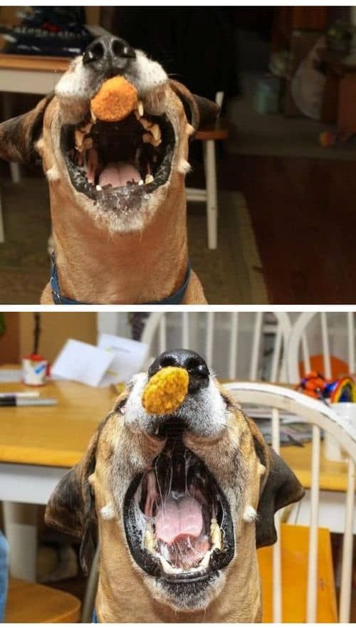 개한테 간식주는 사진.jpg