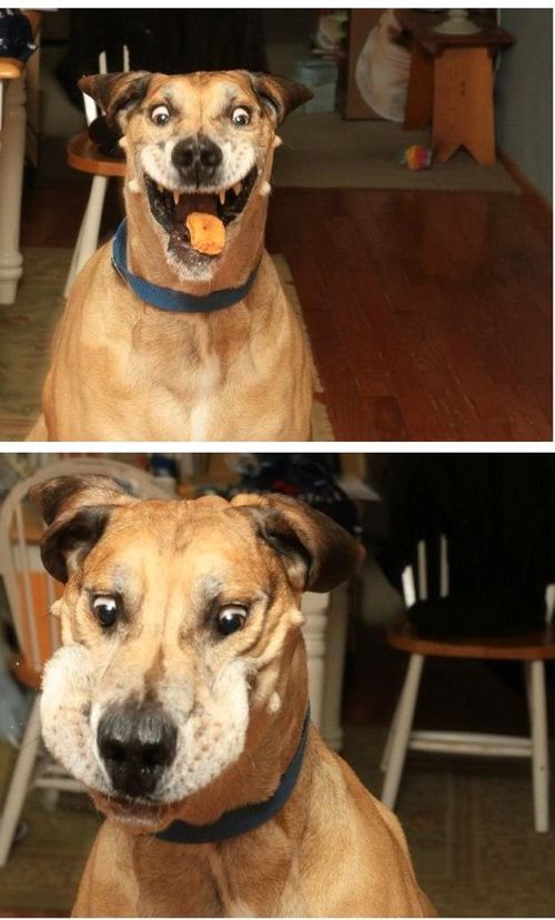 개한테 간식주는 사진.jpg