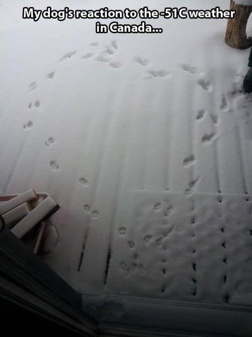 영하 51도에서 개의 반응.jpg