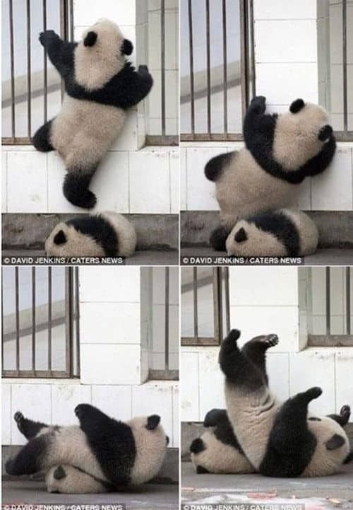 다리가 짧아 슬픈 동물.jpg