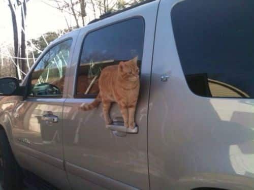 고냥이가 멍뭉이한테