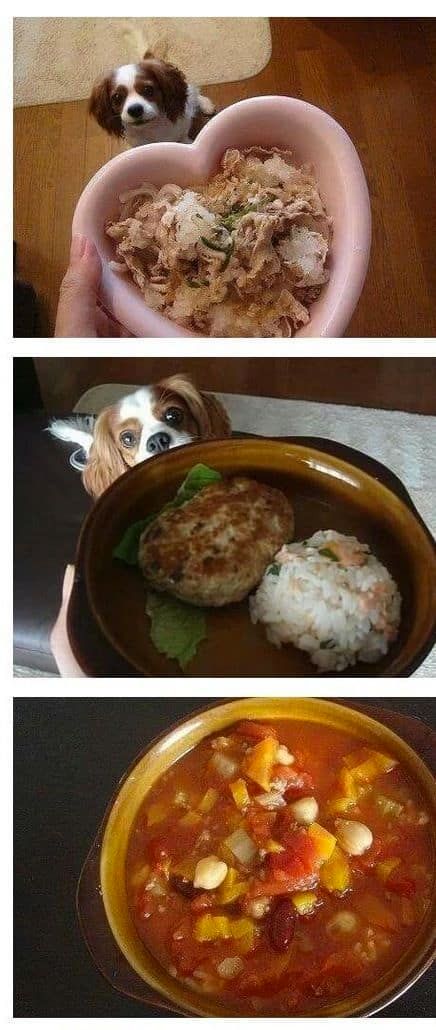 개가 사람보다 더 잘 먹음.jpg