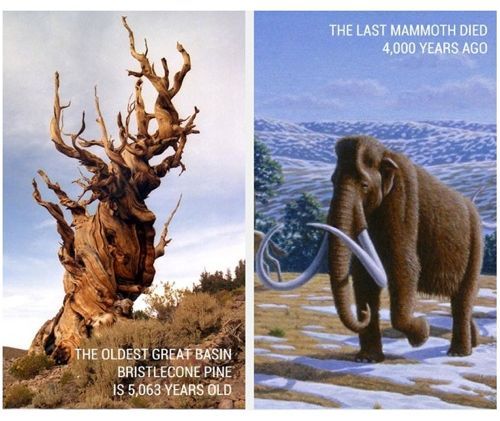 신기한 역사적 사실들.jpg