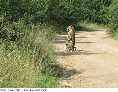 표범이 혼자 있을 때