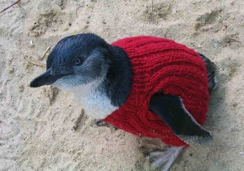 펭귄들의 새로운 패션.jpg