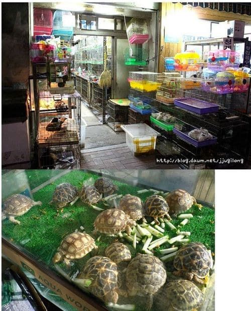 청계천 애완동물거리.jpg