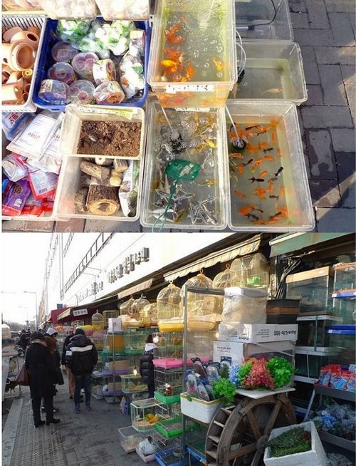 청계천 애완동물거리.jpg