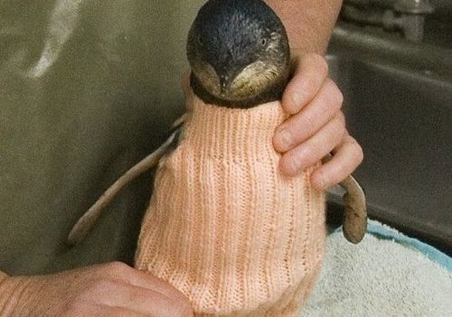 펭귄들의 새로운 패션.jpg