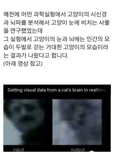 대뇌시신경 분석으로 구현한 고양이