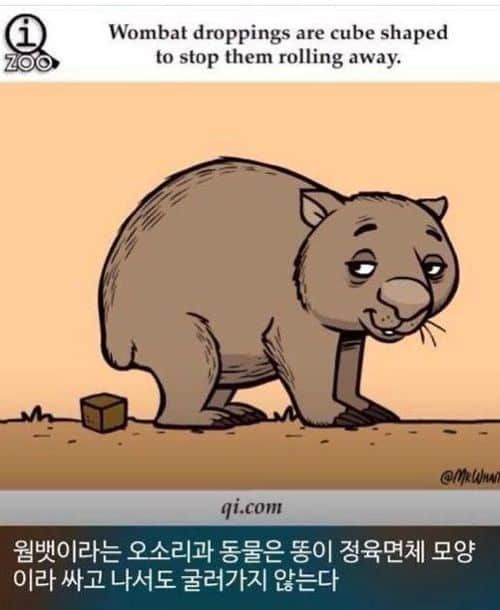 웜뱃 아시나요