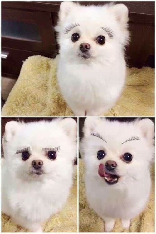 눈썹있는 강아지 jpg