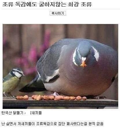 조류독감이 걸리지 않는 새