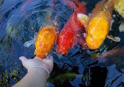 생선 비린내 없애는 방법