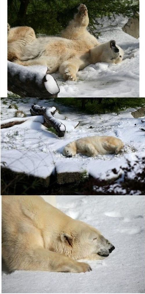 북극곰이 받은 생일선물.jpg