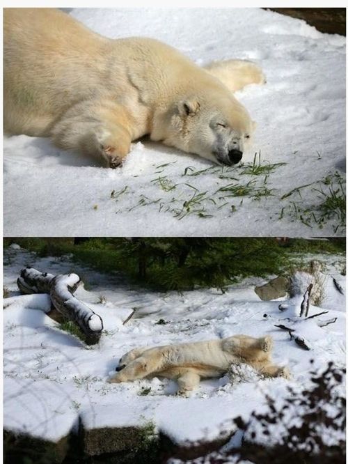 북극곰이 받은 생일선물.jpg