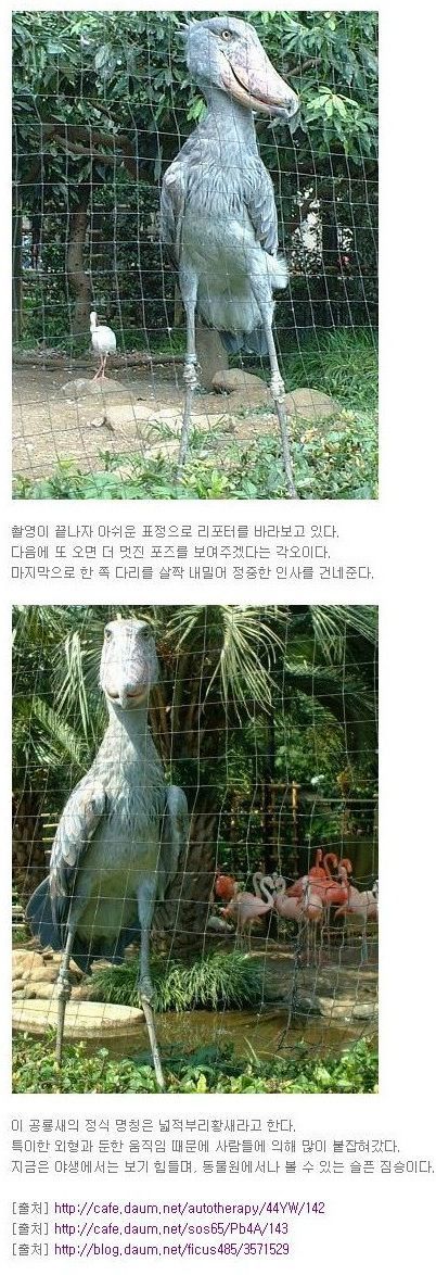 실제 유일하게 생존해있는 공룡새