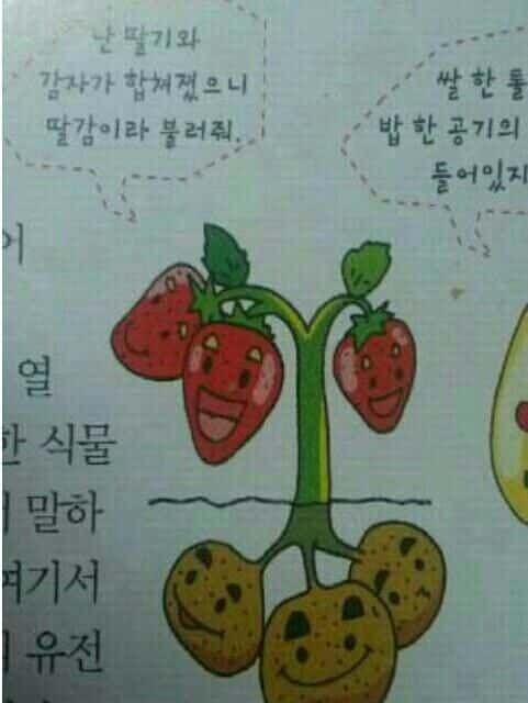 흔한 유전자 조작 식물명.jpg 