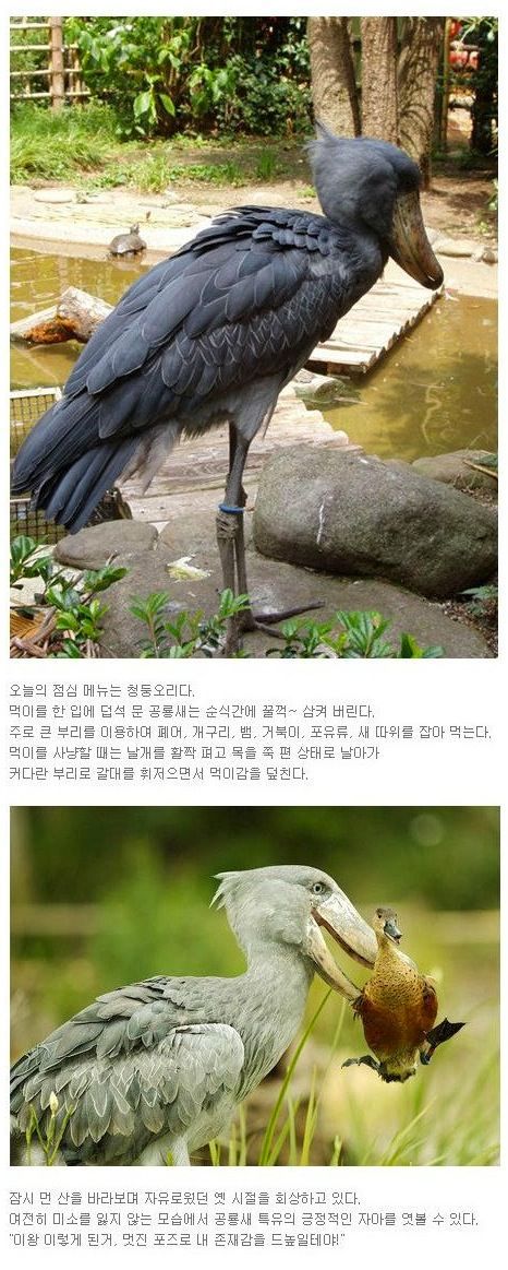 실제 유일하게 생존해있는 공룡새