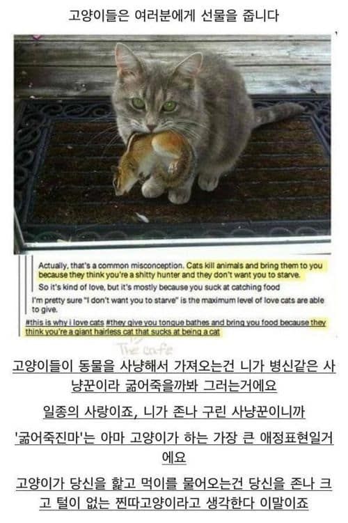 고양이가 선물을 주는 이유
