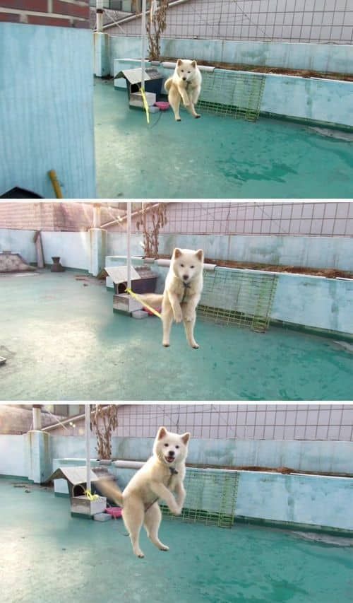 오늘 데려온 멍멍이 못키울 것 같아요