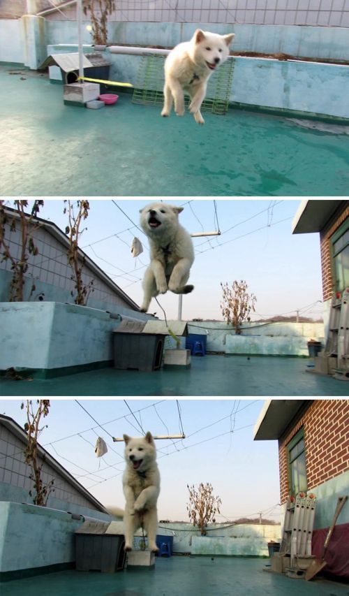 오늘 데려온 멍멍이 못키울 것 같아요