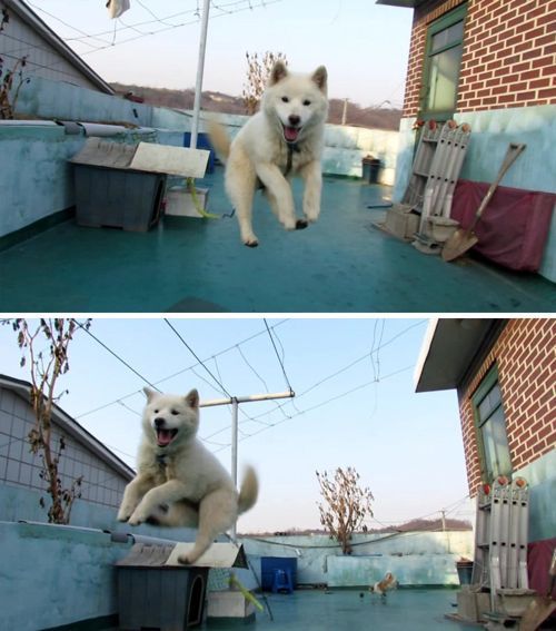 오늘 데려온 멍멍이 못키울 것 같아요