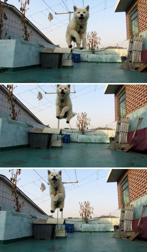 오늘 데려온 멍멍이 못키울 것 같아요