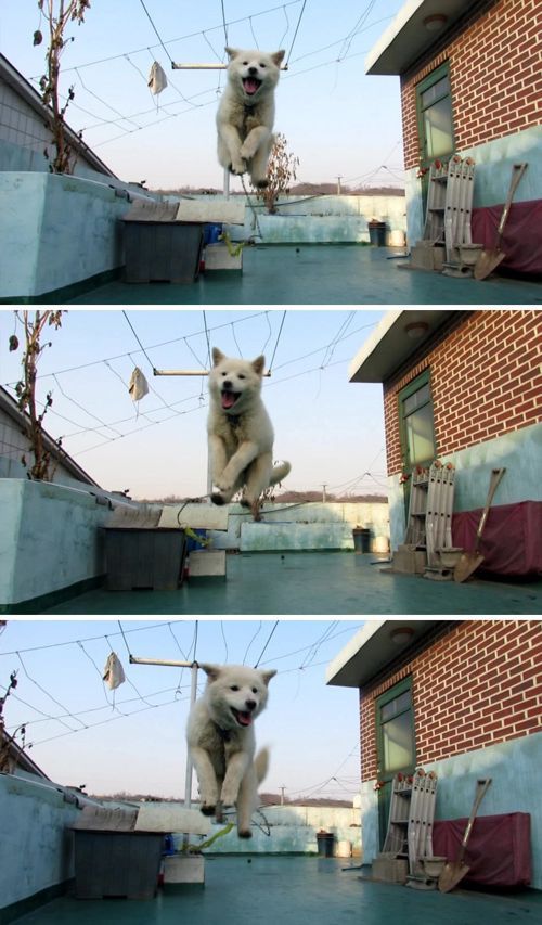 오늘 데려온 멍멍이 못키울 것 같아요