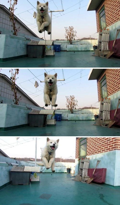 오늘 데려온 멍멍이 못키울 것 같아요