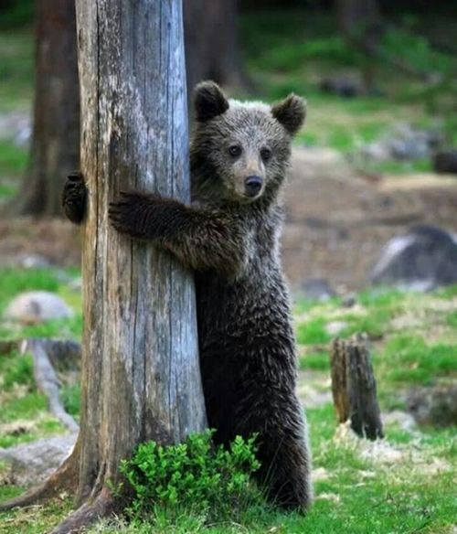 춤판 벌이는 핀란드 애기곰들