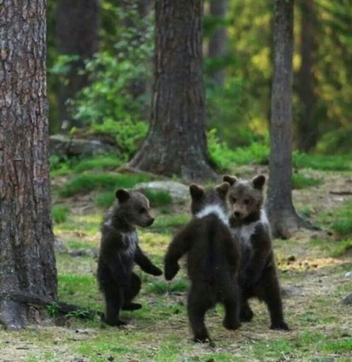 춤판 벌이는 핀란드 애기곰들
