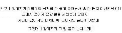 사람같은 강아지.jpg