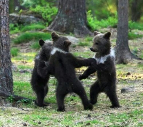 춤판 벌이는 핀란드 애기곰들