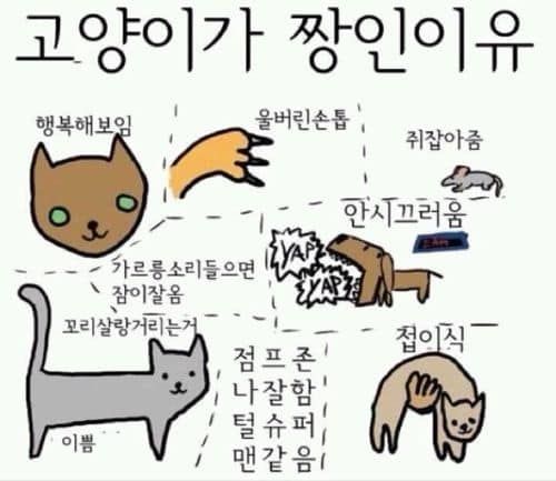 고양이가 짱인 이유.jpg