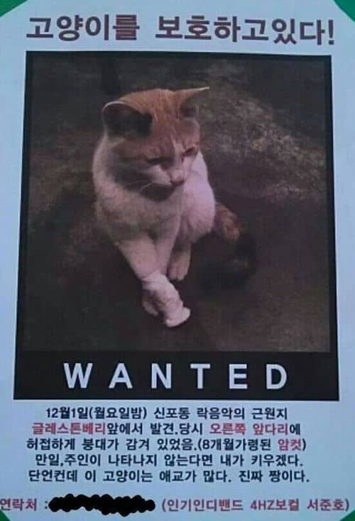 고양이를 보호하고 있다.jpg