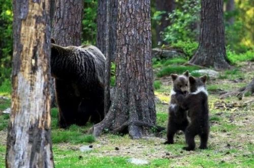 춤판 벌이는 핀란드 애기곰들