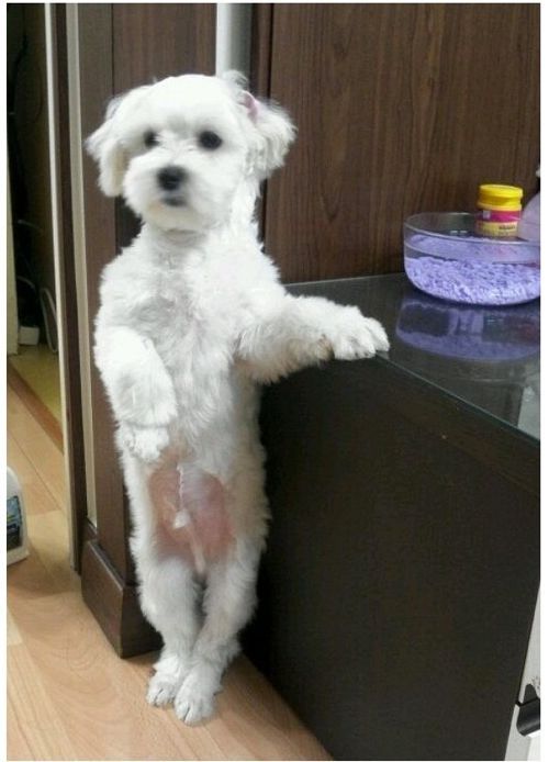 사람같은 강아지.jpg