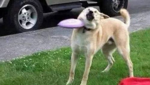 원반 던지기.gif