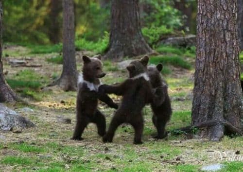 춤판 벌이는 핀란드 애기곰들