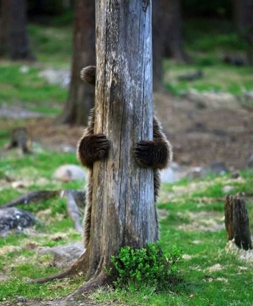 춤판 벌이는 핀란드 애기곰들