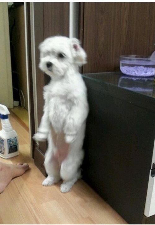 사람같은 강아지.jpg