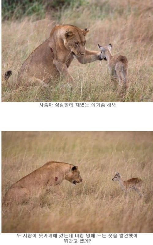 사슴아 재밌는 애기좀 해봐.jpg