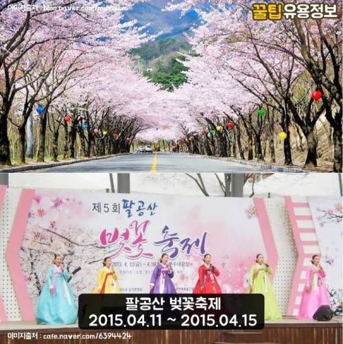 2015 벚꽃축제.jpg