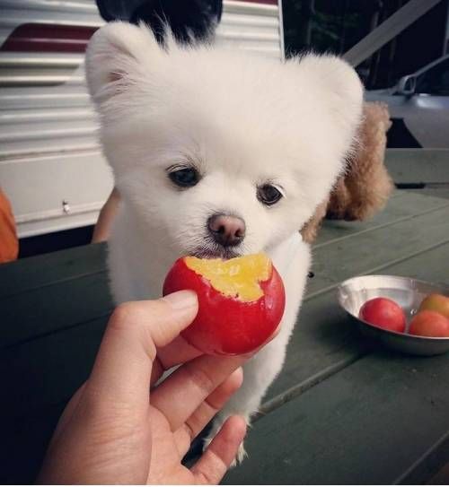 개무룩 강아지를 아십니까?.jpg