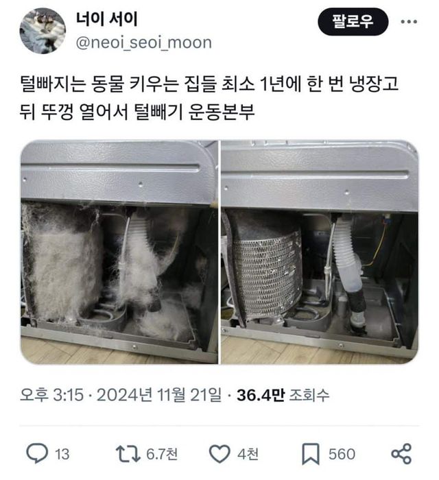 털 빠지는 동물 키우는 집 꼭 확인할 것