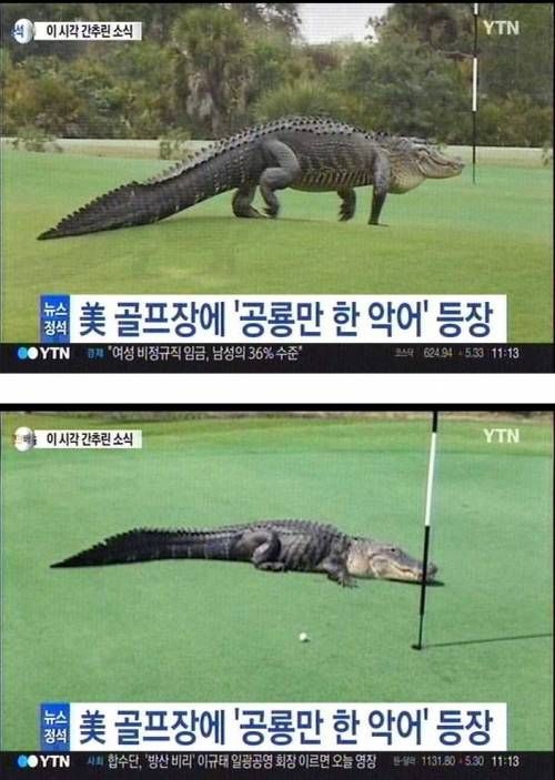 미골프장 흔한 갤러리.jpg