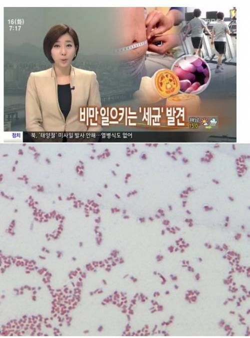 물만 마셔도 살 찌게 만드는 세균.jpg