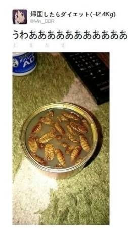 번데기 처음본 일본인