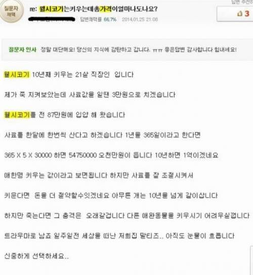 웰시코기 키우는 비용.kin