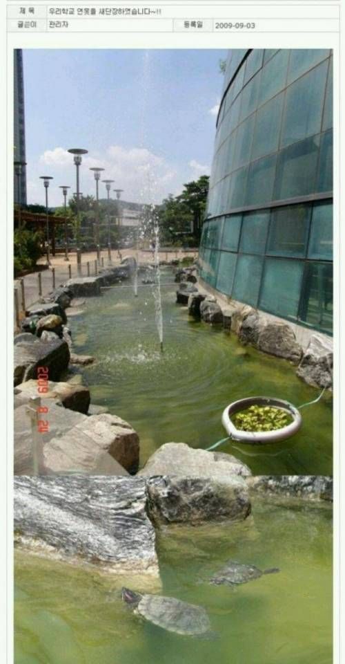 학교연못 새단장.jpg